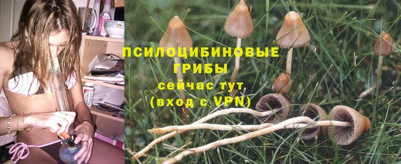 blacksprut вход  даркнет сайт  Новоуральск  Галлюциногенные грибы MAGIC MUSHROOMS 